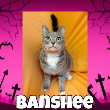 Rescue Siamese and Domestic Short Hair Cats for Adoption in Royse City, Texas - Banshee | PetCurious