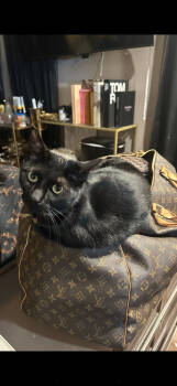 Rescue Domestic Short Hair Cats for Adoption in Dallas, Texas - Gabbana CP | PetCurious