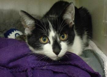 Rescue Domestic Short Hair Cats for Adoption in Delhi, New York - BATTERY | PetCurious