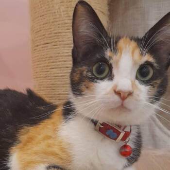 Rescue Domestic Short Hair Cats for Adoption in Merrifield, Virginia - Ruby Kuwait | PetCurious