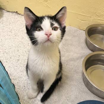 Arpeggio -  Domestic Short Hair Cat for Adoption in Mt. Juliet, Tennessee - Arpeggio | PetCurious
