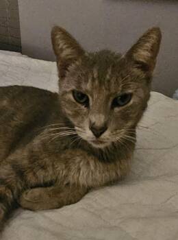 Dolly 9.1.24 (med waiver) -  Domestic Short Hair Cat for Adoption in Apopka, Florida - Dolly 9.1.24 (med Waiver) | PetCurious