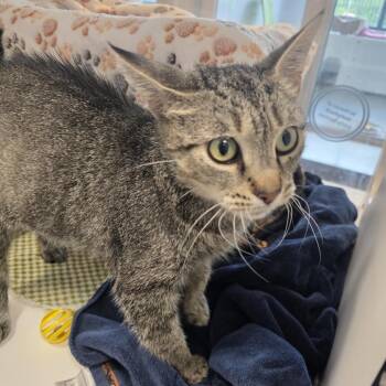 Star -  Domestic Short Hair Cat for Adoption in Fort Wayne, Indiana - Star | PetCurious