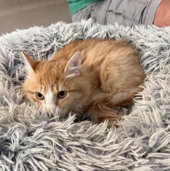 Ace Frehley -  Domestic Medium Hair Cat for Adoption in Slidell, Louisiana - Ace Frehley | PetCurious