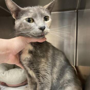 Domestic Short Hair Cats Available for Adoption in Port Charlotte, Florida - Linda | PetCurious