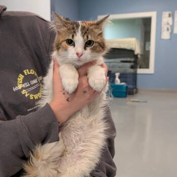 Dainty -  Domestic Long Hair Cat for Adoption in Chanute, Kansas - Dainty | PetCurious