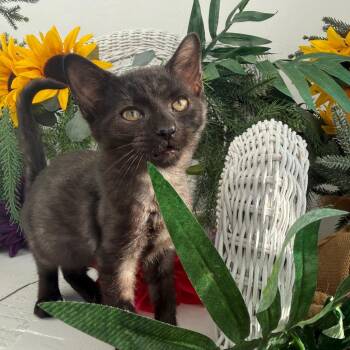 Riz Hope 56565 -  Domestic Short Hair Cat for Adoption in Eaton Rapids, Michigan - Riz Hope 56565 | PetCurious
