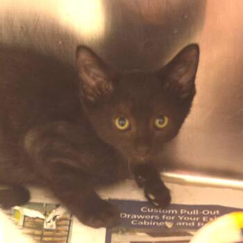 Balthazar -  Domestic Short Hair Cat for Adoption in Belleville, Illinois - Balthazar | PetCurious