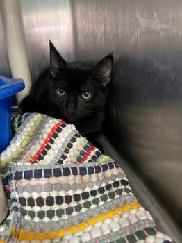 Milo -  Domestic Short Hair Cat for Adoption in Danielsville, Georgia - Milo | PetCurious