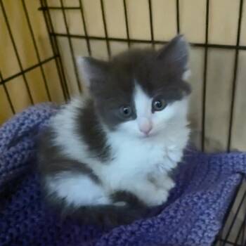 Domestic Medium Hair Cats Available for Adoption in Beulaville, North Carolina - Tamale | PetCurious
