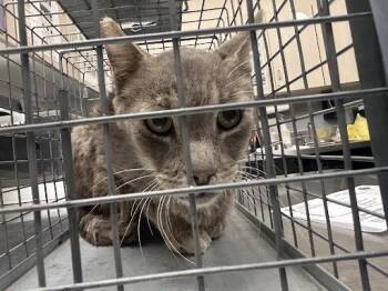 GRANDPA JOE -  Domestic Medium Hair Cat for Adoption in Las Vegas, Nevada - GRANDPA JOE | PetCurious