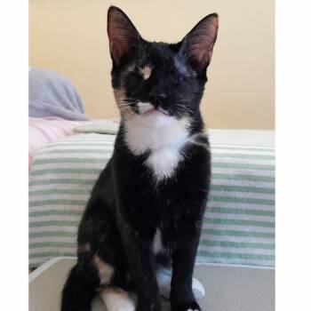 Noel -  Domestic Short Hair Cat for Adoption in Newport News, Virginia - Noel | PetCurious