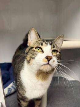 Danny Boy -  Tabby Cat for Adoption in Belton, Missouri - Danny Boy | PetCurious
