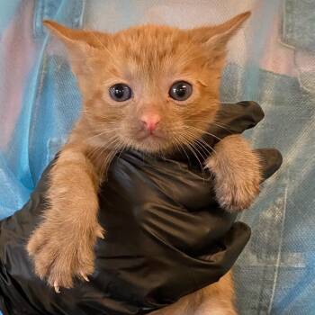 Domestic Short Hair Cats Available for Adoption in Los Angeles, California - Fettuccine | PetCurious