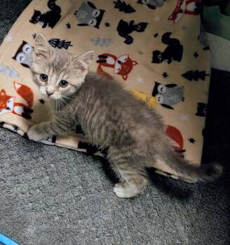 Columbia -  American Shorthair Cat for Adoption in Hagaman, New York - Columbia | PetCurious