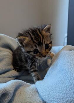 Shirley -  Domestic Short Hair Cat for Adoption in Hartsville, South Carolina - Shirley | PetCurious