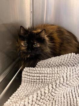 Domestic Long Hair Cats Available for Adoption - Darla  | PetCurious