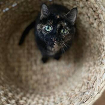 Domestic Short Hair Cats Available for Adoption in Herndon, Virginia - Jubilee- Foster Needed | PetCurious