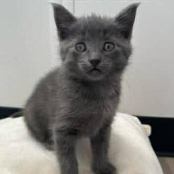 Silvee -  Domestic Short Hair Cat for Adoption in Calgary, Alberta - Silvee | PetCurious
