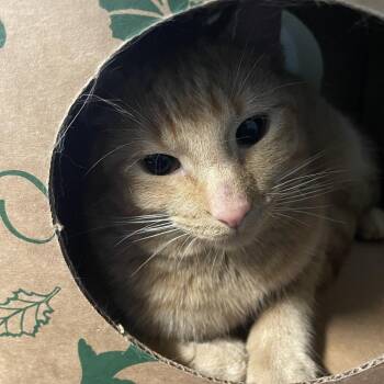 Pansy -  Domestic Short Hair Cat for Adoption in Saint Charles, Missouri - Pansy | PetCurious