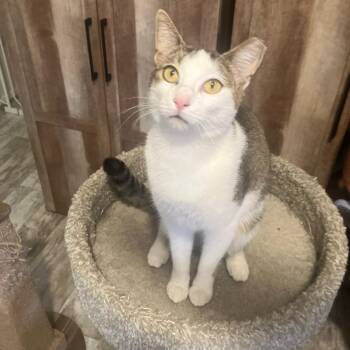 Domestic Short Hair Cats Available for Adoption in Palmetto Bay, Florida - Dolly | PetCurious