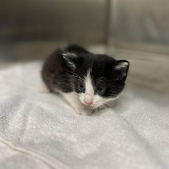 Domestic Short Hair Cats Available for Adoption in Pauls Valley, Oklahoma - Rambutan | PetCurious