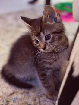 Galileo -  Domestic Short Hair Cat for Adoption in Hudson, New Hampshire - Galileo | PetCurious