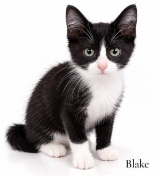 Blake -  Domestic Short Hair Cat for Adoption in Stevensville, Michigan - Blake | PetCurious