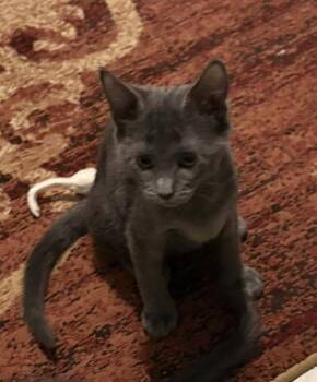 Pearl -  Russian Blue Cat for Adoption in Boynton Beach, Florida - Pearl | PetCurious