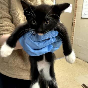 Moody -  Domestic Short Hair Cat for Adoption in Birmingham, Alabama - Moody | PetCurious
