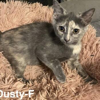 Dusty DM -  Domestic Short Hair Cat for Adoption in Austin, Texas - Dusty DM | PetCurious