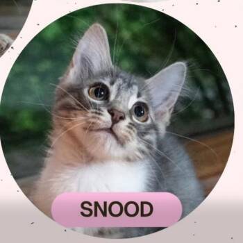 Snood -  Domestic Short Hair Cat for Adoption in Danbury, Connecticut - Snood | PetCurious