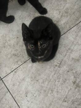 Domestic Short Hair Cats Available for Adoption - Sissy | PetCurious