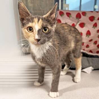 Piglet -  Domestic Short Hair Cat for Adoption in Hailey, Idaho - Piglet | PetCurious