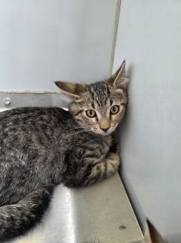 61569167 -  Tabby Cat for Adoption in Elko, Nevada - 61569167 | PetCurious