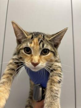 ZATTAR -  Domestic Short Hair Cat for Adoption in Indianapolis, Indiana - ZATTAR | PetCurious