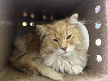 Domestic Long Hair Cats Available for Adoption in Pueblo, Colorado - CHEESY POOF | PetCurious