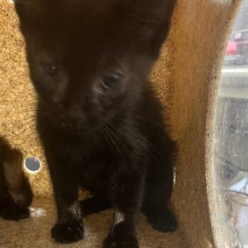 Lou -  Domestic Short Hair Cat for Adoption in Philadelphia, Pennsylvania - Lou | PetCurious