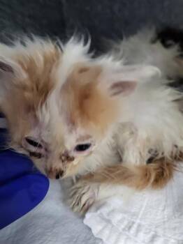 Domestic Long Hair Cats Available for Adoption in Dallas, Texas - YUJI | PetCurious