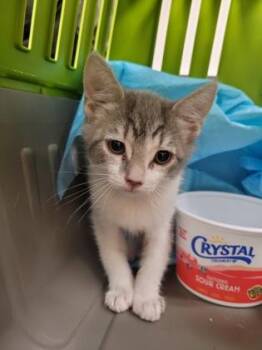 Leeloo Dallas -  Domestic Short Hair Cat for Adoption in Sacramento, California - Leeloo Dallas | PetCurious