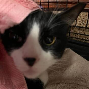 Domestic Short Hair Cats Available for Adoption - Patch | PetCurious