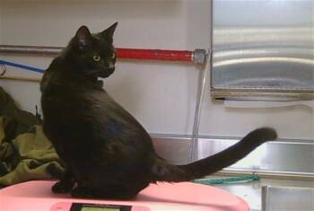 Domestic Short Hair Cats Available for Adoption - ALVAR | PetCurious