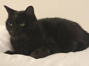 Rescue Domestic Short Hair Cats for Adoption in Bellevue, Washington - Chef | PetCurious