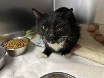 Domestic Short Hair Cats Available for Adoption in Santa Fe, New Mexico - OSIRIS | PetCurious