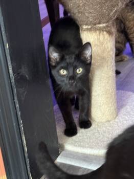Rescue Domestic Short Hair Cats for Adoption in Whitewater, Wisconsin - Valentine | PetCurious