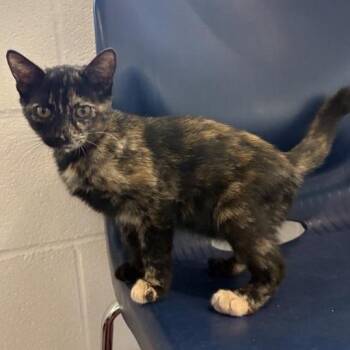 Nyota -  Domestic Short Hair Cat for Adoption in Phoenix, Arizona - Nyota | PetCurious
