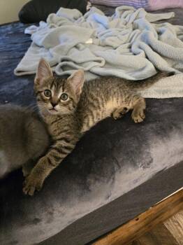Darrell -  Domestic Short Hair Cat Available for Adoption in Walled Lake, Michigan - Darrell | PetCurious