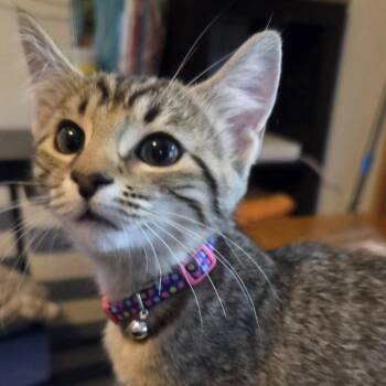 Rescue Domestic Short Hair Cats for Adoption in Vine Grove, Kentucky - Pistachio | PetCurious