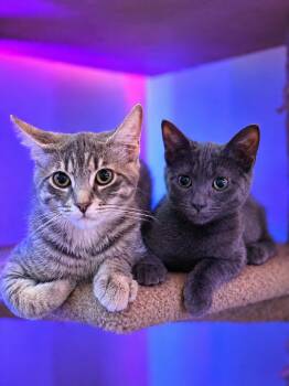 Domestic Short Hair Cats Available for Adoption in Stockton, California - Cale INDOOR ONLY  | PetCurious
