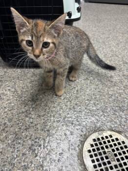 Island Rush -  American Shorthair Cat for Adoption in Van Wert, Ohio - Island Rush | PetCurious